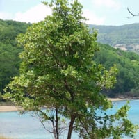 بذور شجرة تابوبيا البيضاء