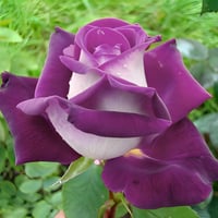 بذور ورد جوري أرجواني ابيض