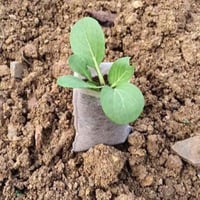 10 اكياس عضوية للإستنبات