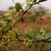 بذور شجرة الهجليج البرية