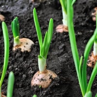 بذور البصل الهندي