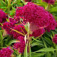 بذور زهرة سيلوزيا كريستاتا عرف الديك