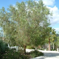 بذور الفلفل البيروفي نحيل الأوراق