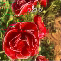 بذور الديدحان متعدد البتلات الملون شقائق النعمان