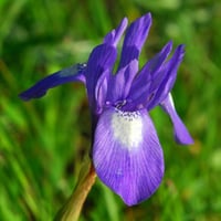 بذور سوسن البرية عنصل الصحراء