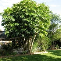 بذور شيفليرا اكتينوفيلا شجرة المظلة