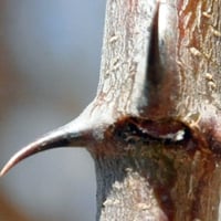 بذور شجرة الصمغ العربي