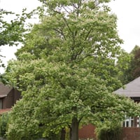 بذور شجرة كاتالبا أوفاتا الصفراء