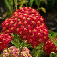 بذور زهور يارو الاحمر العطري