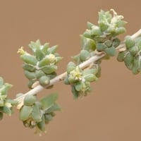 بذور عشبة الضمران البري