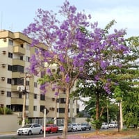 بذور شجرة جاكرندا البنفسجية