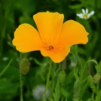 بذور ديدحان كاليفورنيا الذهبي الاصفر