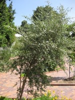 جملة 5000 خمسة ألاف بذرة شجرة الحناء