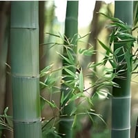 بذور البامبو العملاق