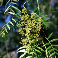 بذور الفلفل البيروفي نحيل الأوراق