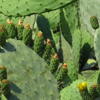 بذور التين الشوكي البرشومي