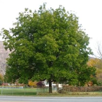 بذور شجرة جوز البيكان