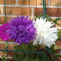 بذور زهور استر العملاق ملون