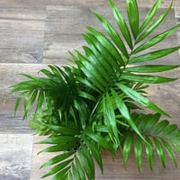 بذور نخيل شاميدوريا