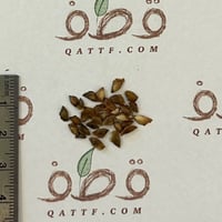 بذور الصنوبر الياباني