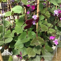 الفاصوليا السوداء - منتج عضوي