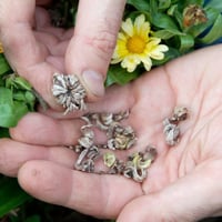 بذور اقحوان كلانديولا الزاهية