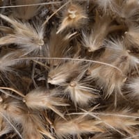 بذور عشبة الضعه