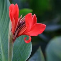 بذور الكنا الحمراء أو القنا الهندي