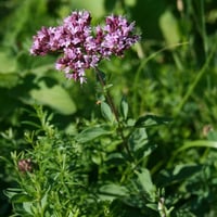 بذور الاوريجانو اليوناني للاكل