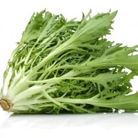 بذور الهندباء المجعدة