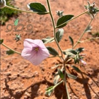 بذور نبات الرخامي البري