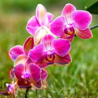 بذور زهرة الاوركيدا داخلية