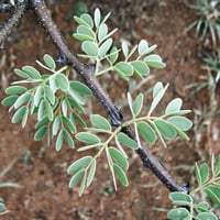 بذور طلح الضبة العسلي