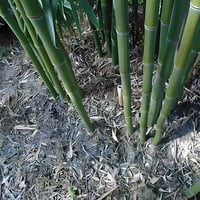 بذور البامبو العملاق