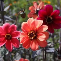 بذور زهور داليا . مكس