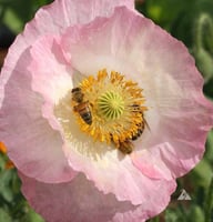 جملة 10000 بذرة من زهرة الديدحان الملون , شقائق ال...