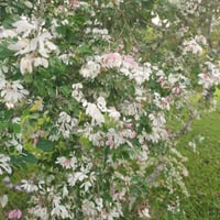 بذور اللوز الهندي