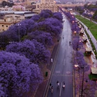 بذور شجرة جاكرندا البنفسجية