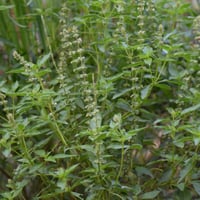 بذور الريحان الليموني للاكل