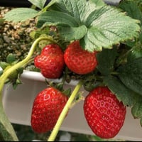 بذور الفراولة