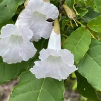 بذور شجرة تابوبيا البيضاء