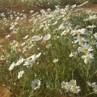 جملة بذور قحويان النفود 10 الآف بذرة .أقحوان بري