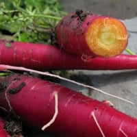 بذور الجزر الارجواني الأحمر