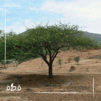 جملة 500 بذرة من طلح السلم البري