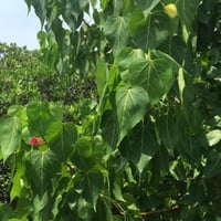 بذور شجرة الخبيز الساحلي - تسبيسيا بوبولينا