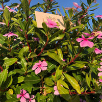 بذور البفتة فينكا ملون