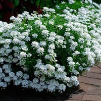 بذور زهور اليسم الابيض زهرة الملكة العطرية