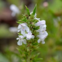 بذور شجيرة الندغ (المجرى) العاسلة