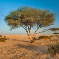 جملة 500 بذرة من شجرة السمر