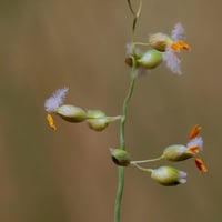 بذور شجيرة الثمام . عشب الصحراء